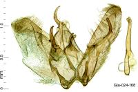 Merrifieldia malacodactyla