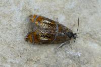 Olethreutes arcuella