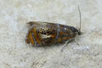 Olethreutes arcuella