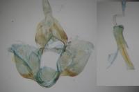 Syndemis musculana