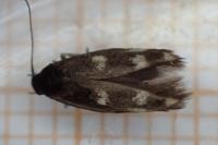 Scythris scopolella