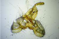 Archips xylosteana