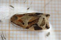 Archips xylosteana