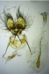 Cnephasia stephensiana