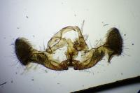 Eucosma cana