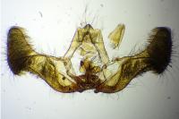 Eucosma cana