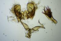 Falseuncaria ruficiliana