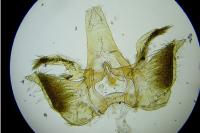 Infurcitinea captans