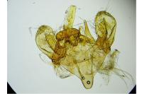 Scythropia crataegella
