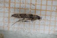 Sorhagenia rhamniella