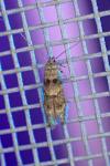 Sorhagenia rhamniella