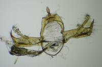 Blastobasis phycidella