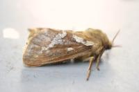 Korscheltellus lupulinus