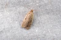Agonopterix subpropinquella