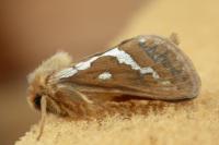 Korscheltellus lupulinus