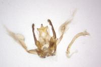 Agdistis meridionalis