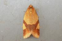Zelotherses ferugana