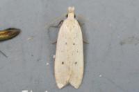 Nothris verbascella