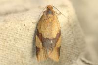 Zelotherses ferugana