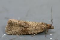 Celypha striana
