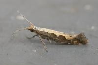 Plutella xylostella
