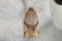 Zelotherses ferugana