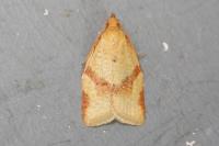 Clepsis consimilana