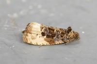 Hedya ochroleucana