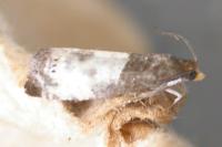 Notocelia cynosbatella