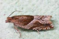 Ancylis comptana