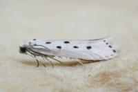 Ethmia terminella