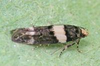 Recurvaria leucatella