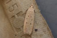 Nothris verbascella