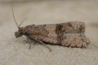 Celypha striana