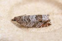 Ancylis achatana