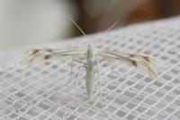 Wheeleria spilodactyla