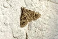 Alucita hexadactyla