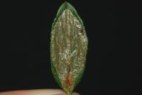 Phyllonorycter leucographella