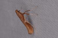 Caloptilia stigmatella