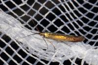 Coleophora trifolii