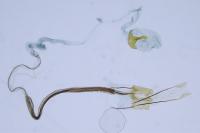 Coleophora trifolii