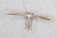 Emmelina monodactyla