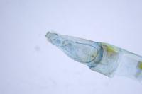 Emmelina monodactyla