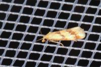 Aethes bilbaensis