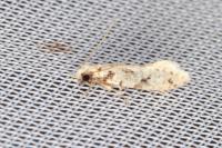 Nemapogon inconditellus