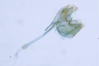 Nemapogon inconditellus