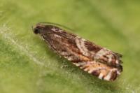 Grapholita jungiella