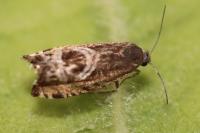 Grapholita jungiella
