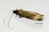 Coleophora lutarea