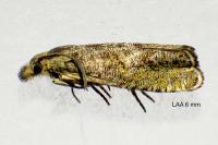 Dichrorampha plumbagana